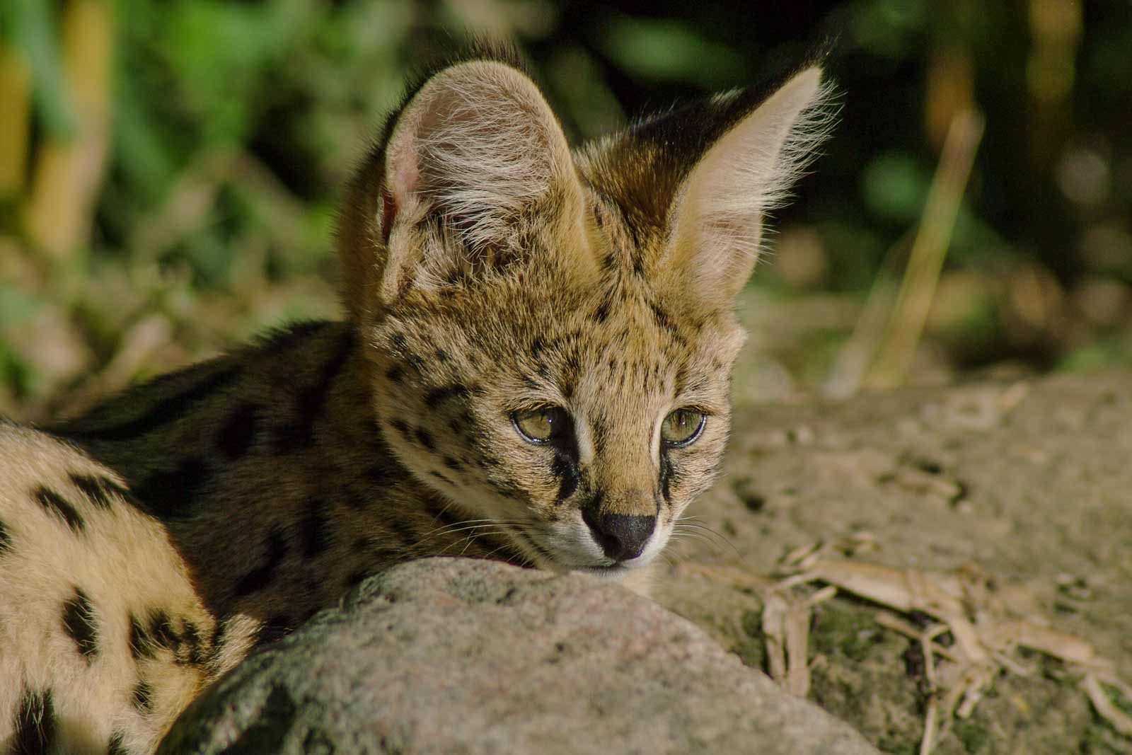 °serval°