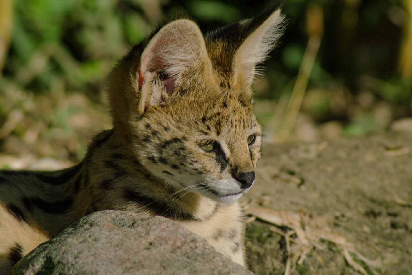 2016-08-17 - Zoo Osnabrück