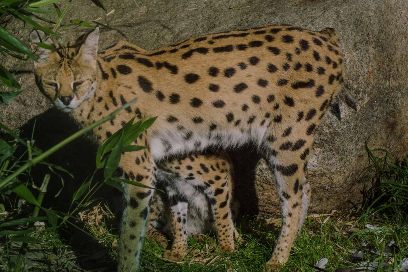 2016-08-17 - Zoo Osnabrück