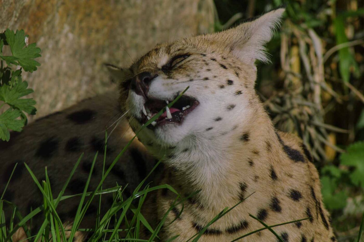 2016-08-17 - Zoo Osnabrück