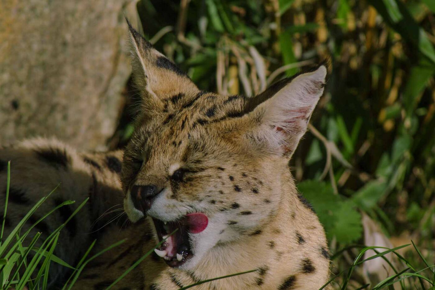 2016-08-17 - Zoo Osnabrück