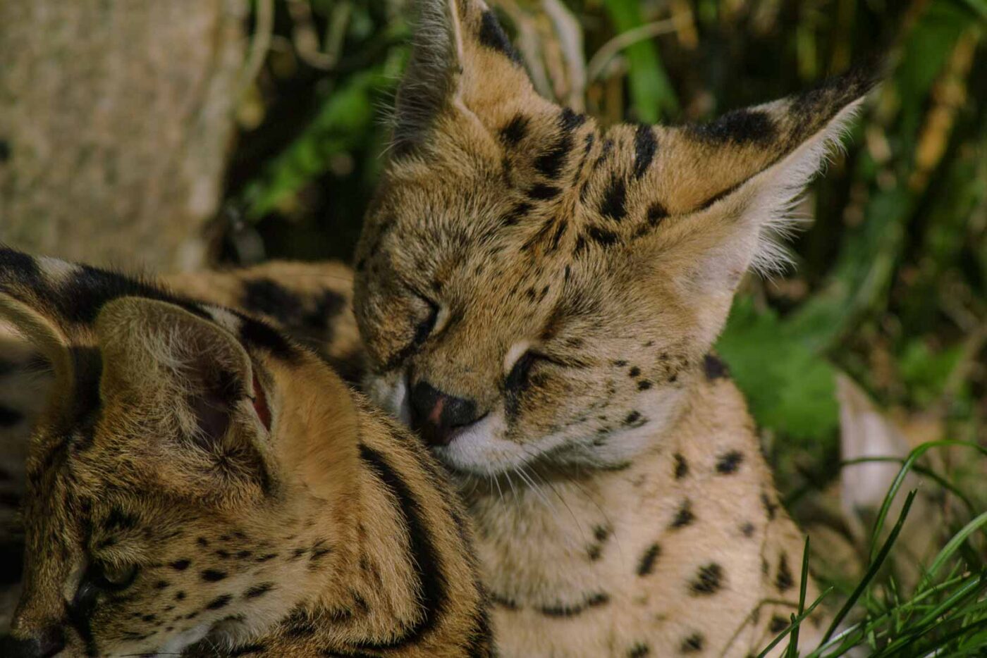 2016-08-17 - Zoo Osnabrück