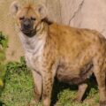 2016-08-17 - Zoo Osnabrück