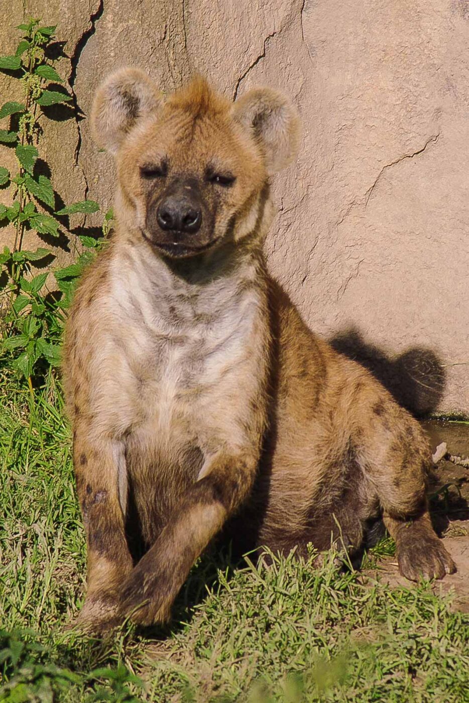 2016-08-17 - Zoo Osnabrück