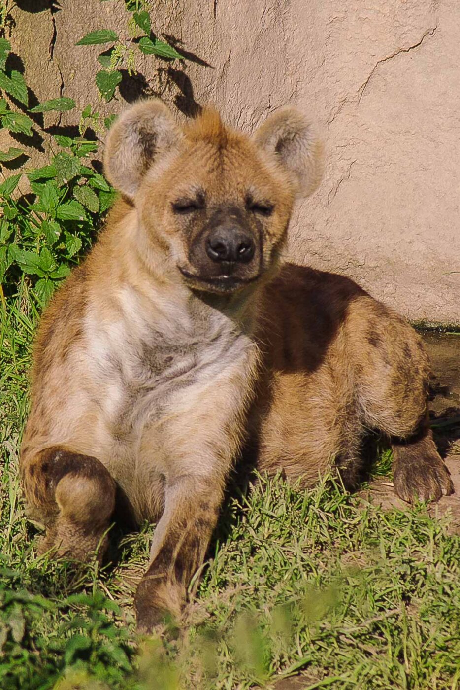 2016-08-17 - Zoo Osnabrück