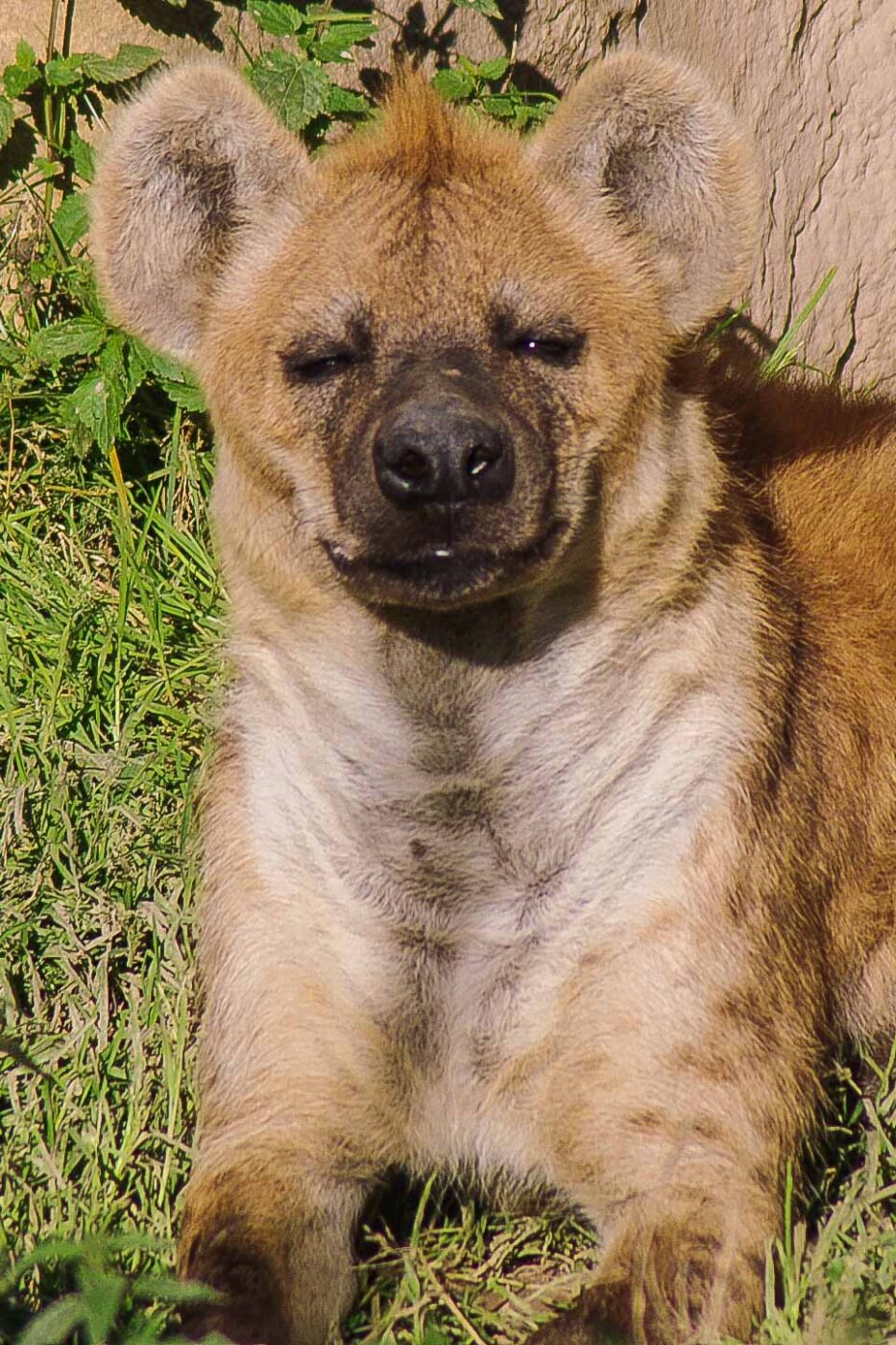 2016-08-17 - Zoo Osnabrück