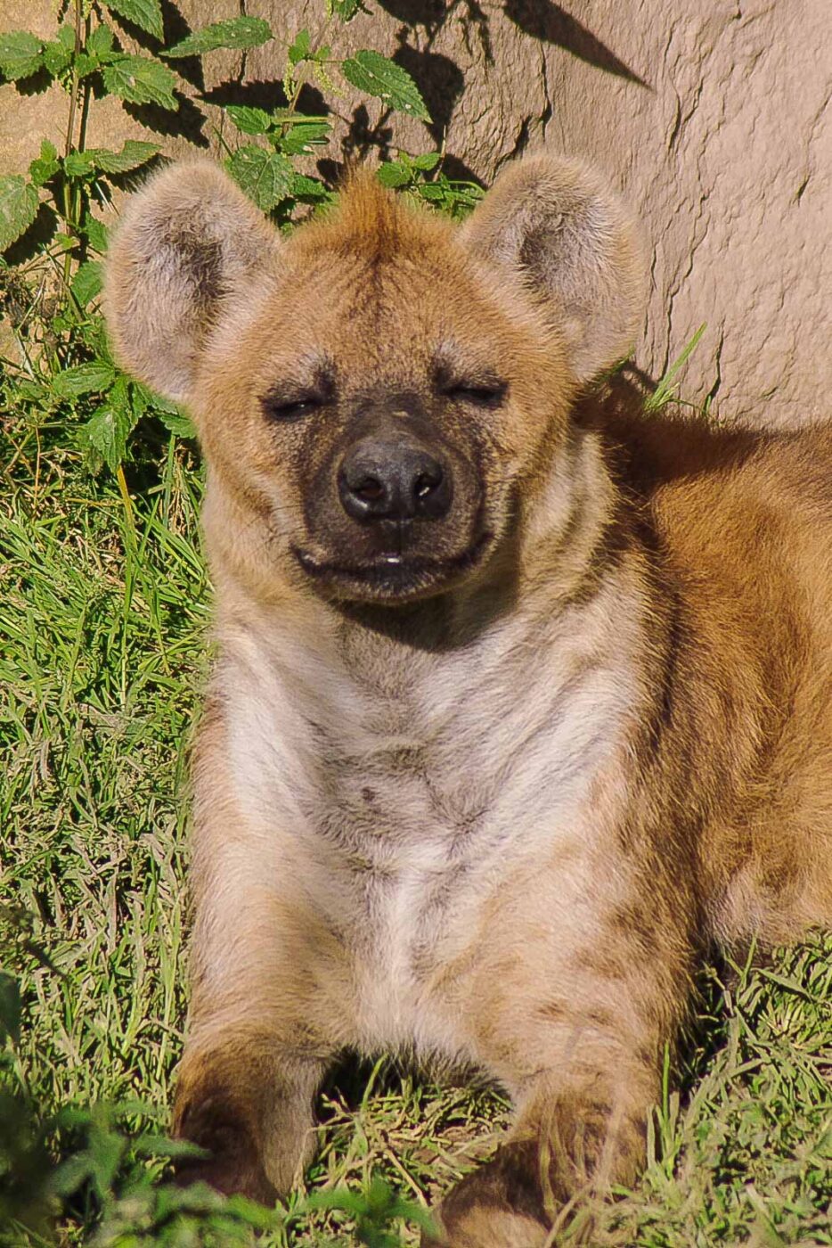 2016-08-17 - Zoo Osnabrück