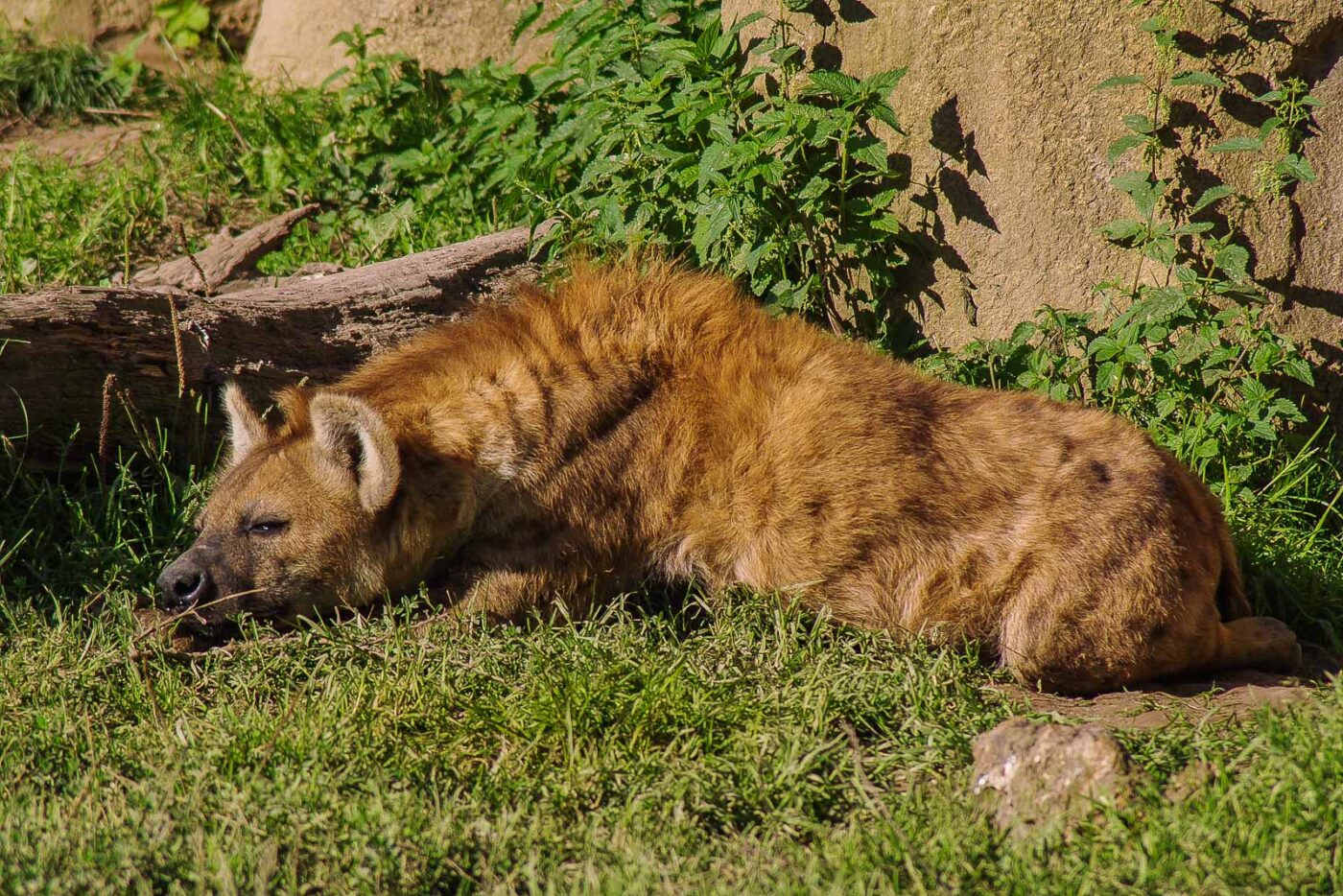 2016-08-17 - Zoo Osnabrück