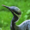 2016-08-17 - Zoo Osnabrück