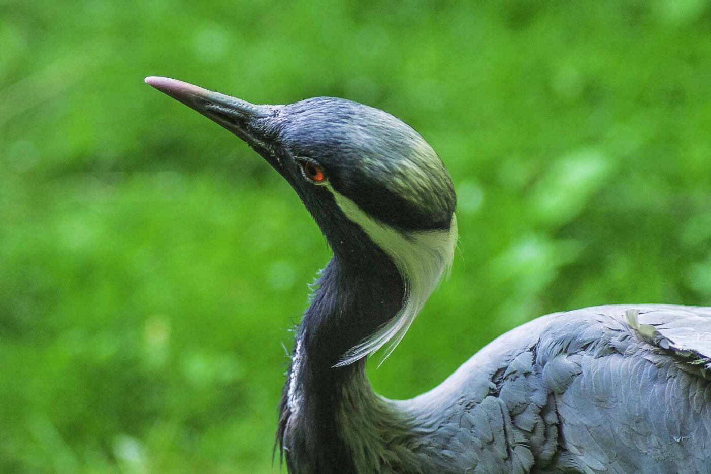 2016-08-17 - Zoo Osnabrück