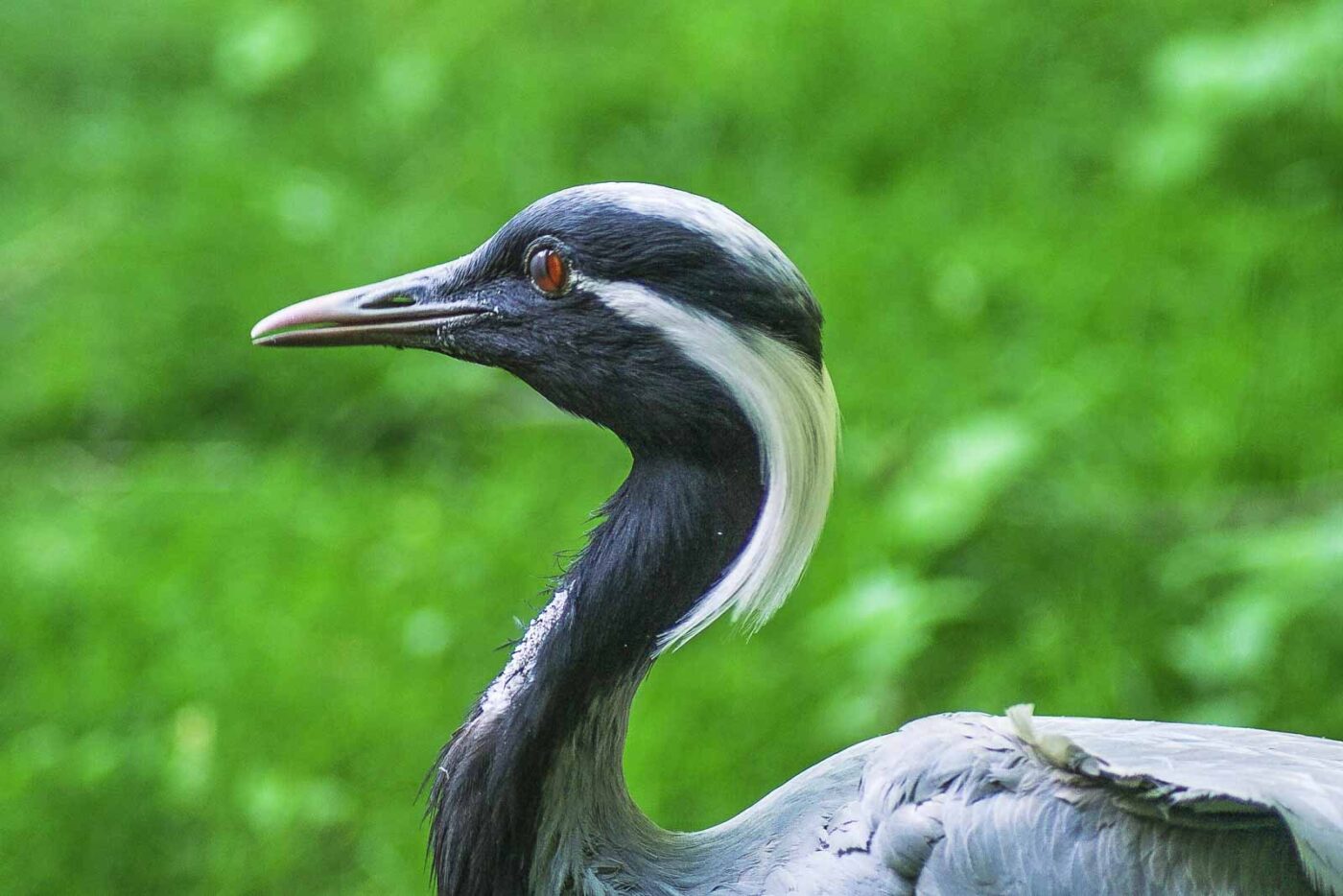 2016-08-17 - Zoo Osnabrück