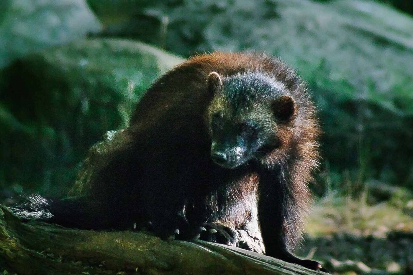 2016-08-17 - Zoo Osnabrück
