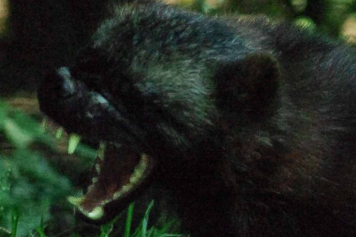 2016-08-17 - Zoo Osnabrück