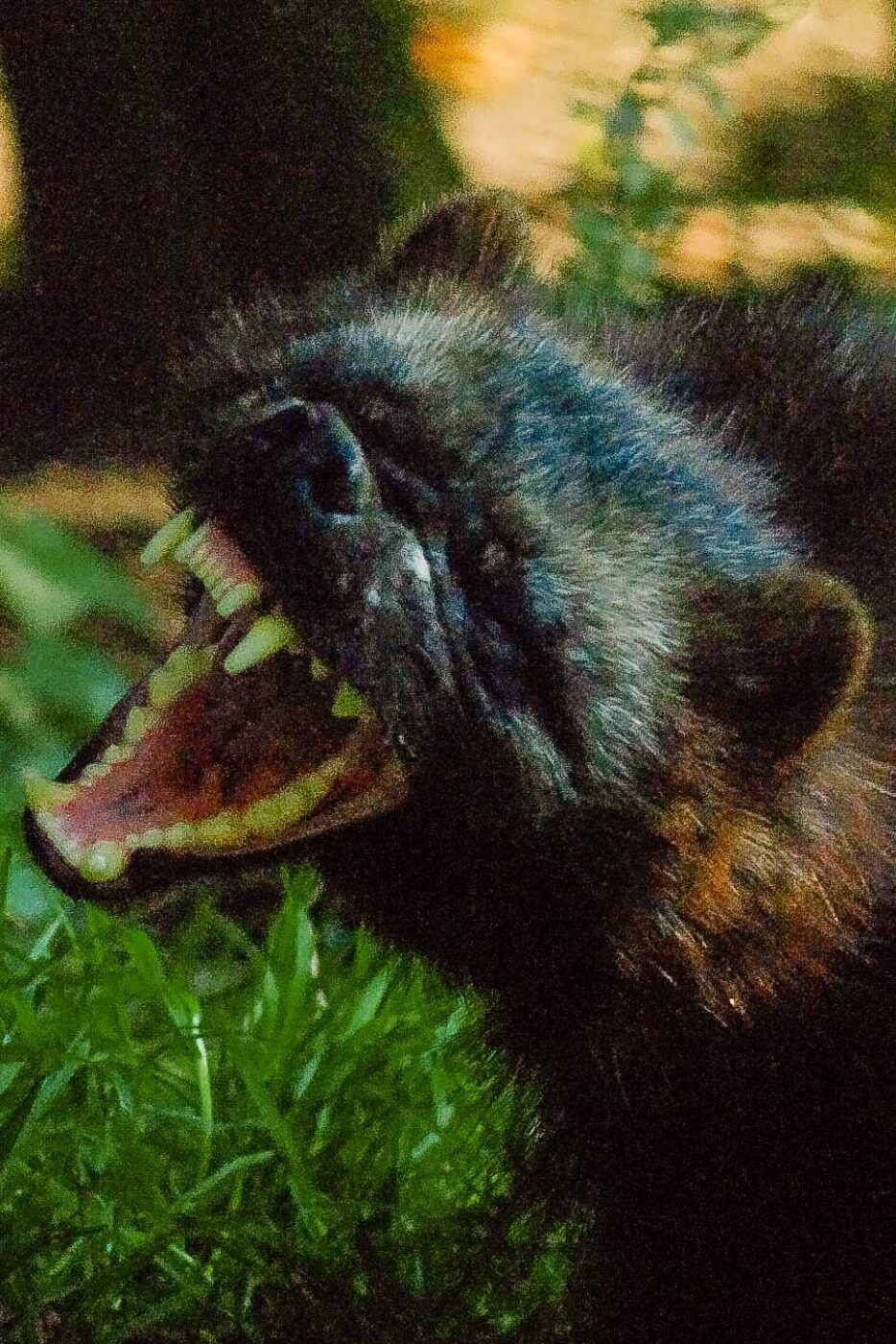 2016-08-17 - Zoo Osnabrück