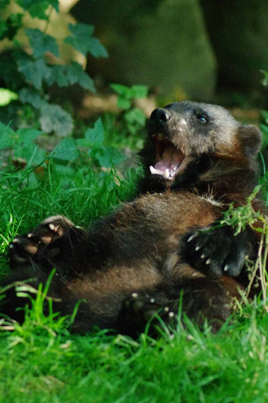 2016-08-17 - Zoo Osnabrück