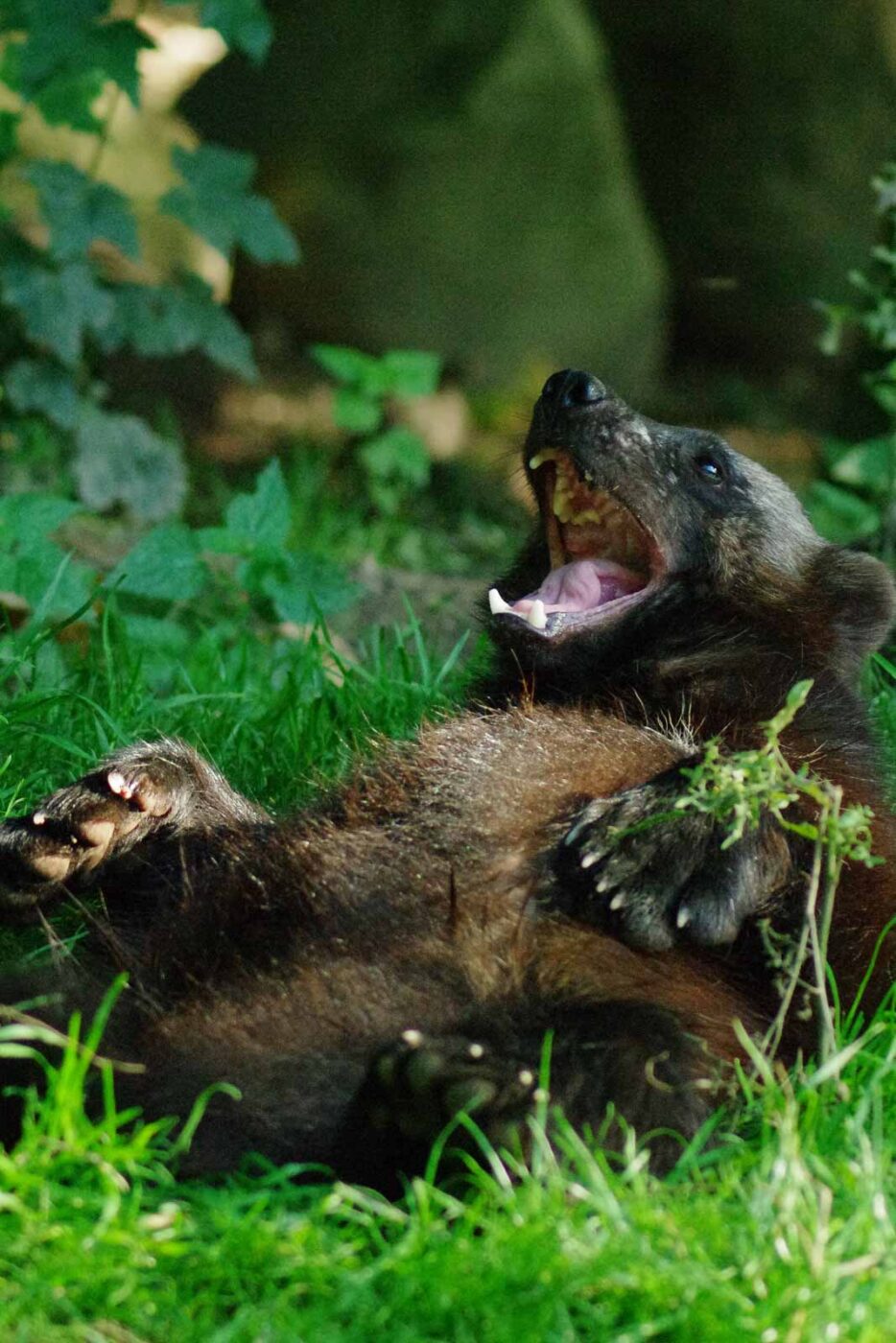 2016-08-17 - Zoo Osnabrück
