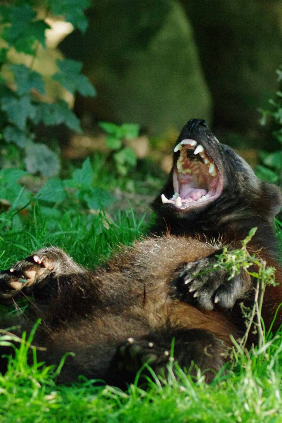 2016-08-17 - Zoo Osnabrück