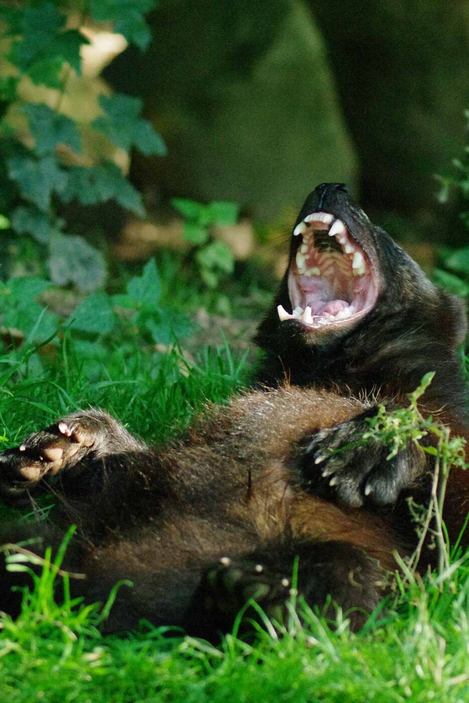 2016-08-17 - Zoo Osnabrück