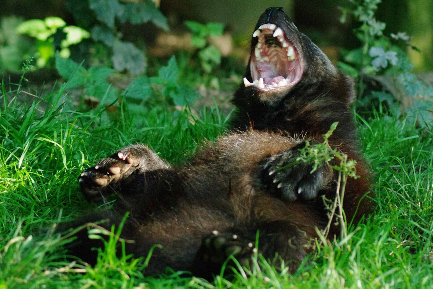 2016-08-17 - Zoo Osnabrück