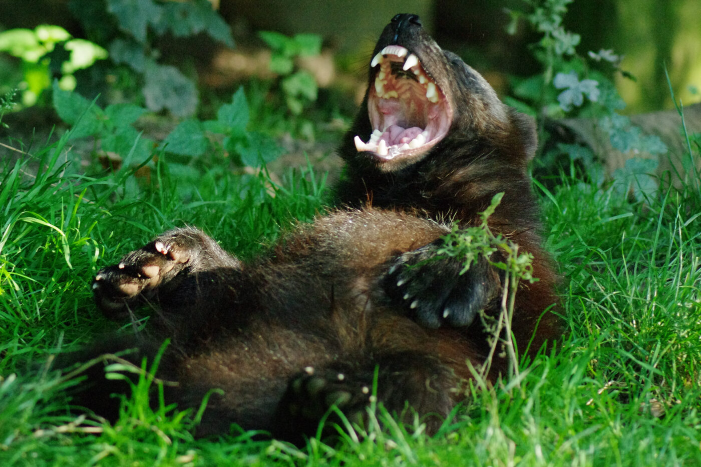 2016-08-17 - Zoo Osnabrück