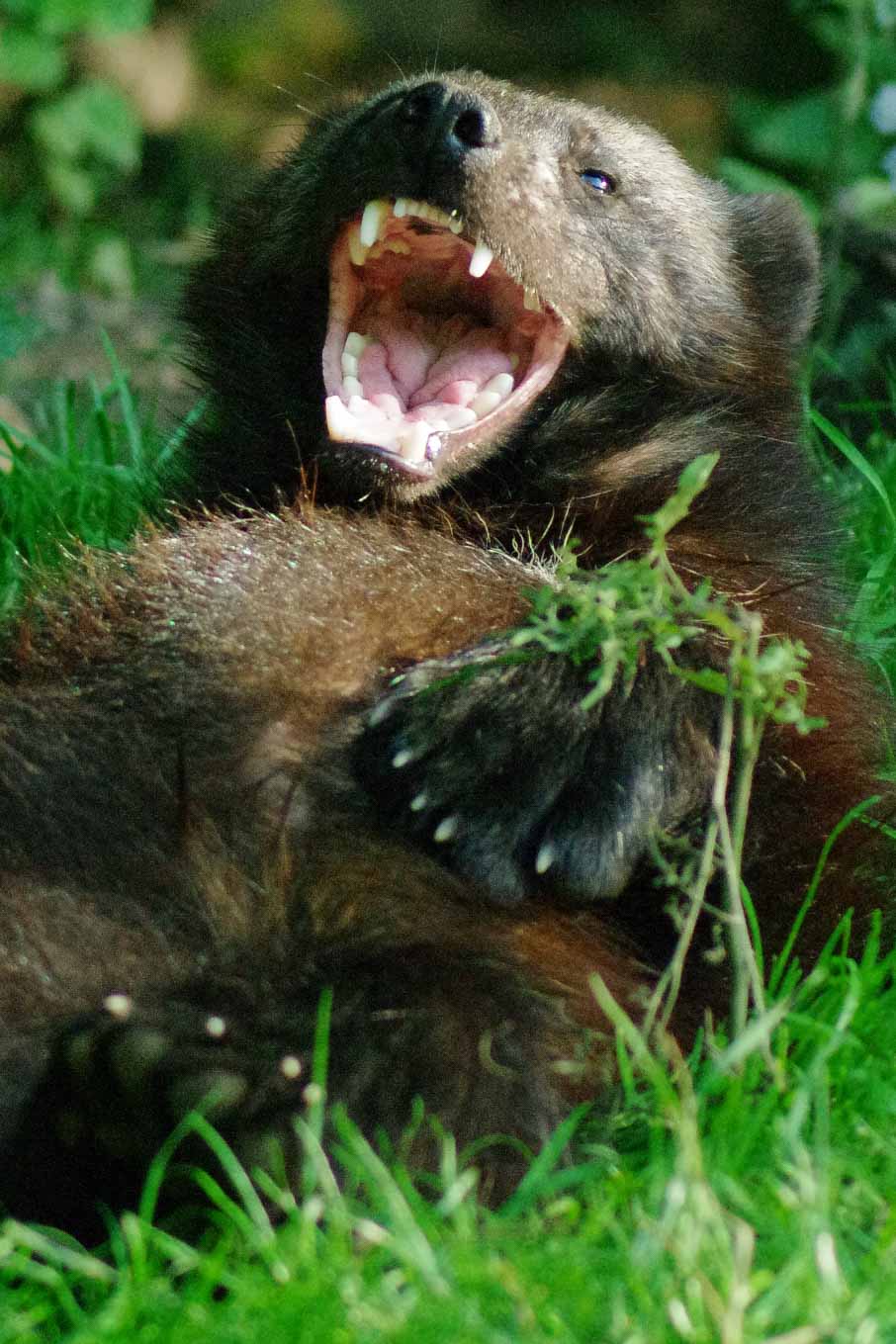 2016-08-17 - Zoo Osnabrück