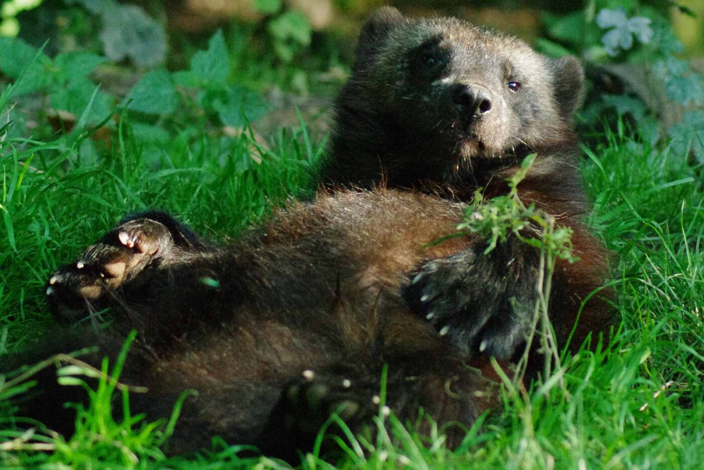 2016-08-17 - Zoo Osnabrück