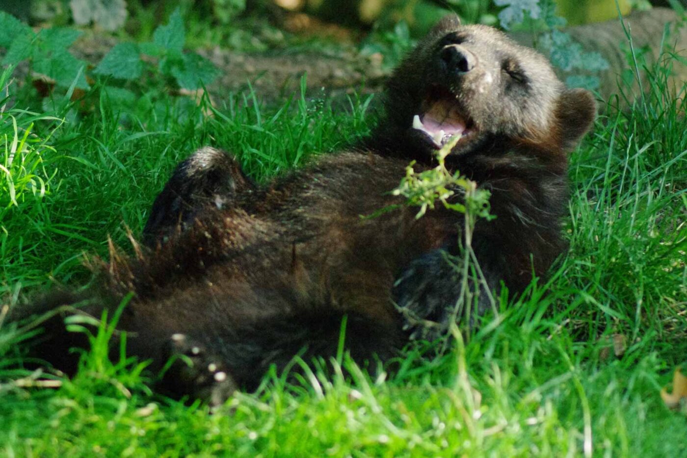 2016-08-17 - Zoo Osnabrück