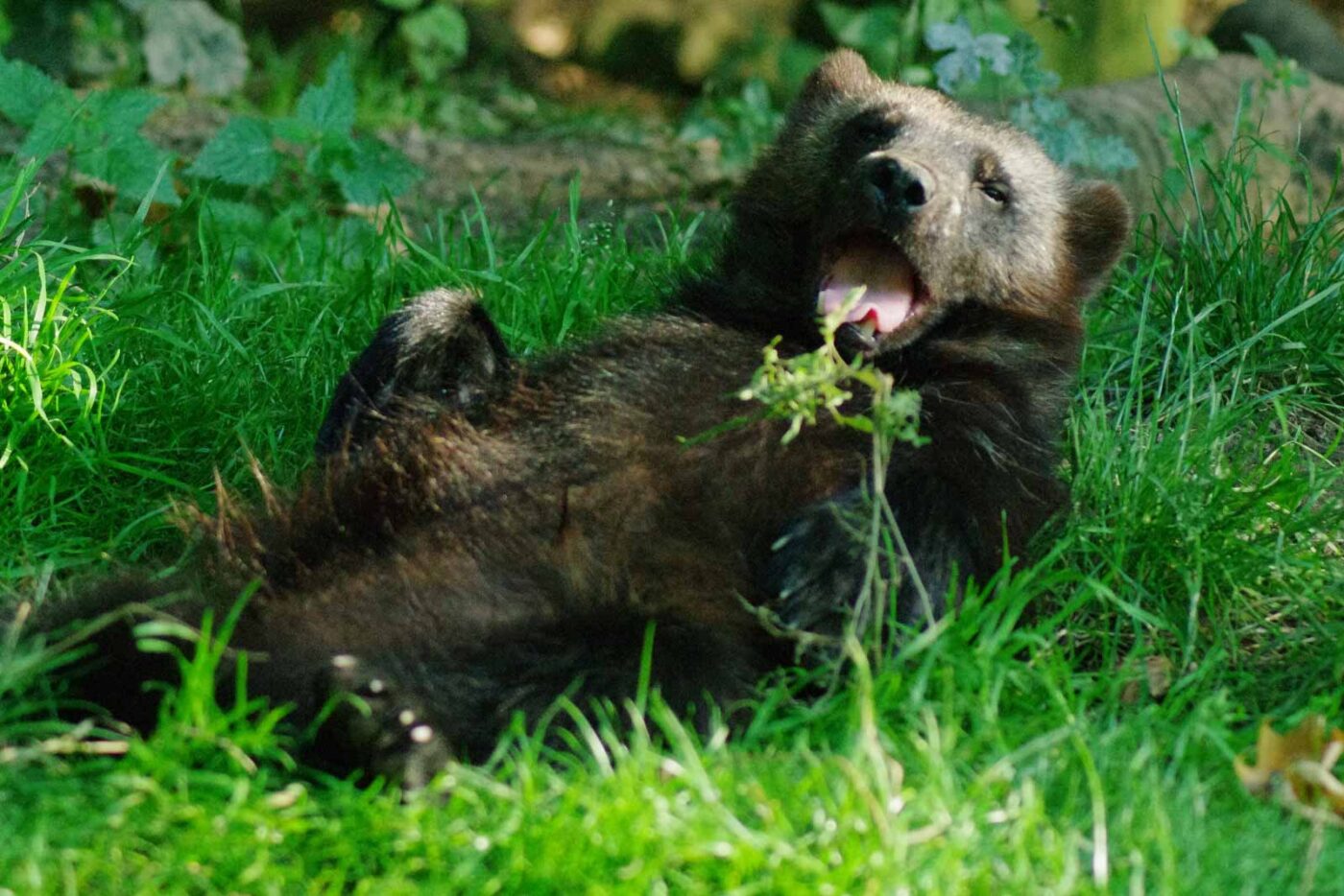 2016-08-17 - Zoo Osnabrück