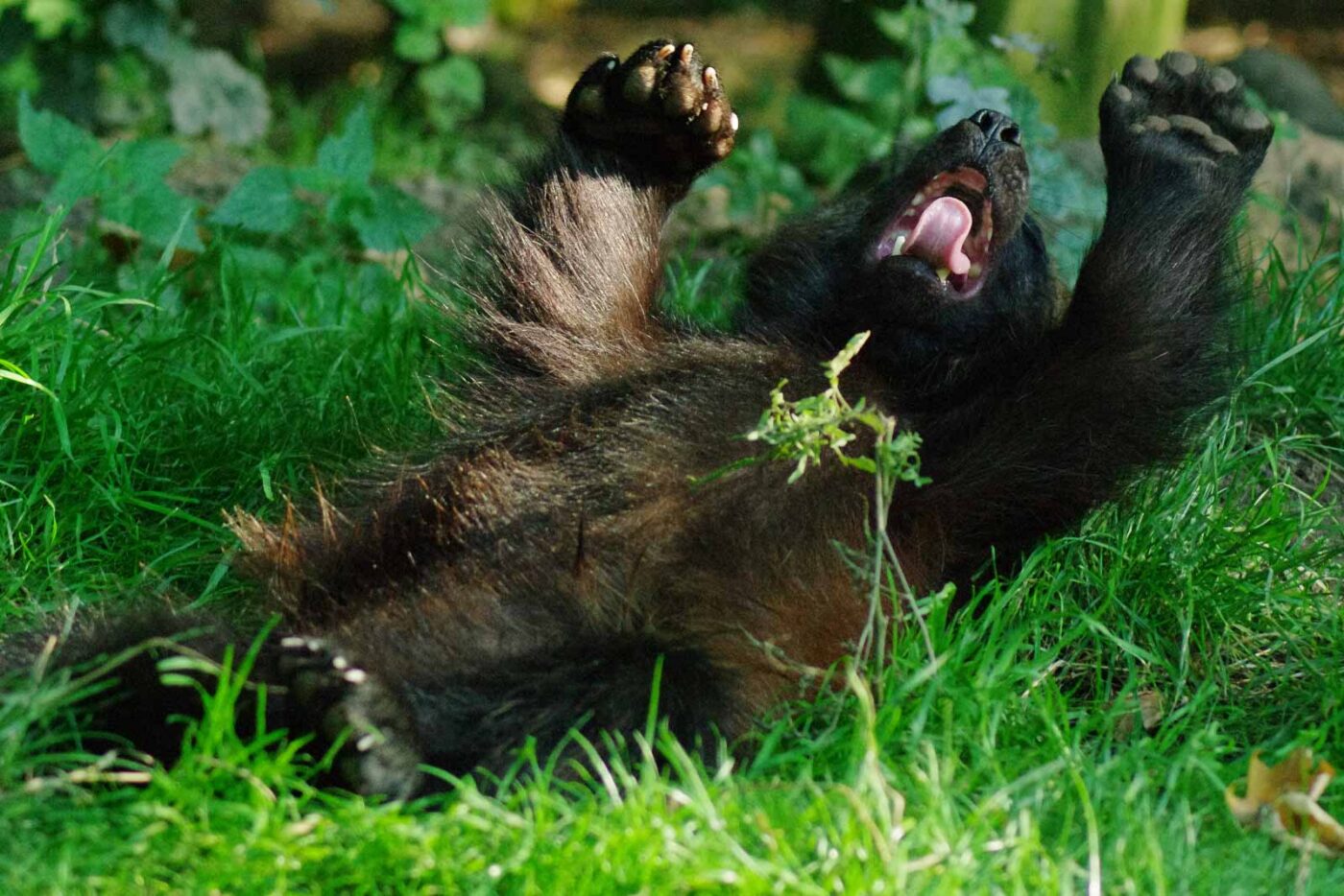 2016-08-17 - Zoo Osnabrück
