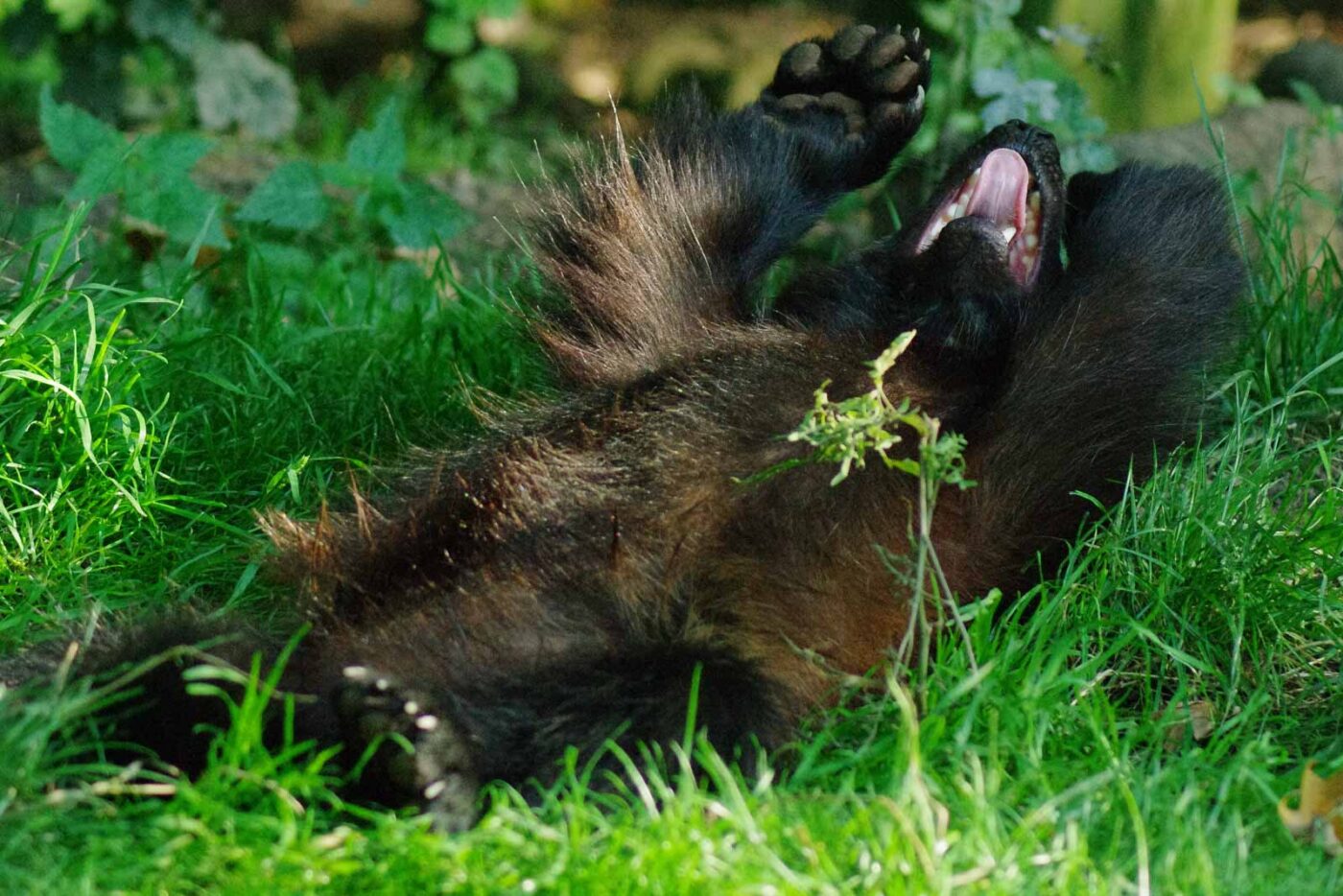 2016-08-17 - Zoo Osnabrück
