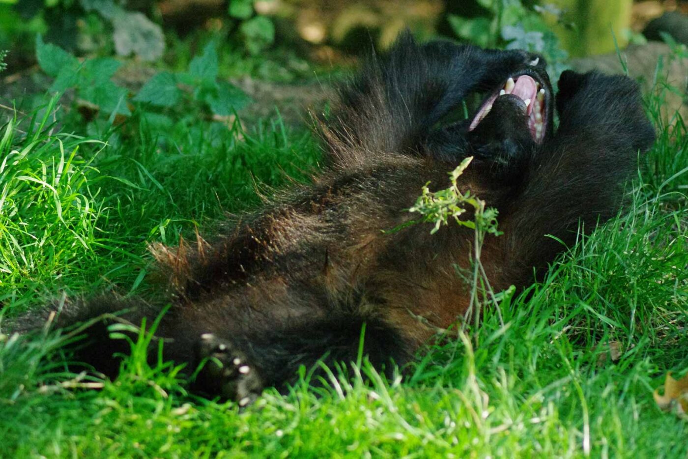 2016-08-17 - Zoo Osnabrück