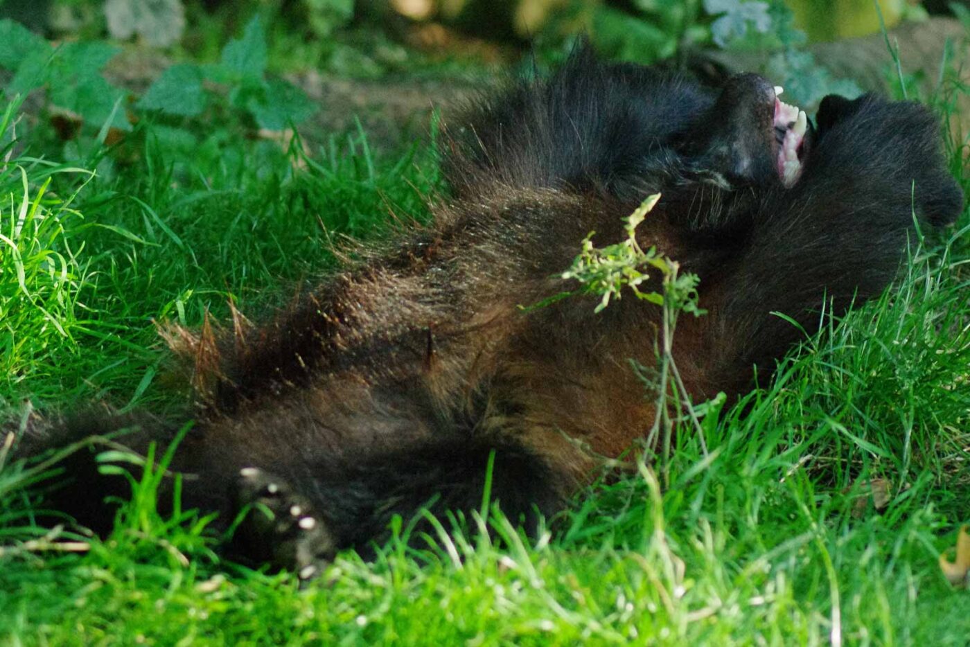 2016-08-17 - Zoo Osnabrück