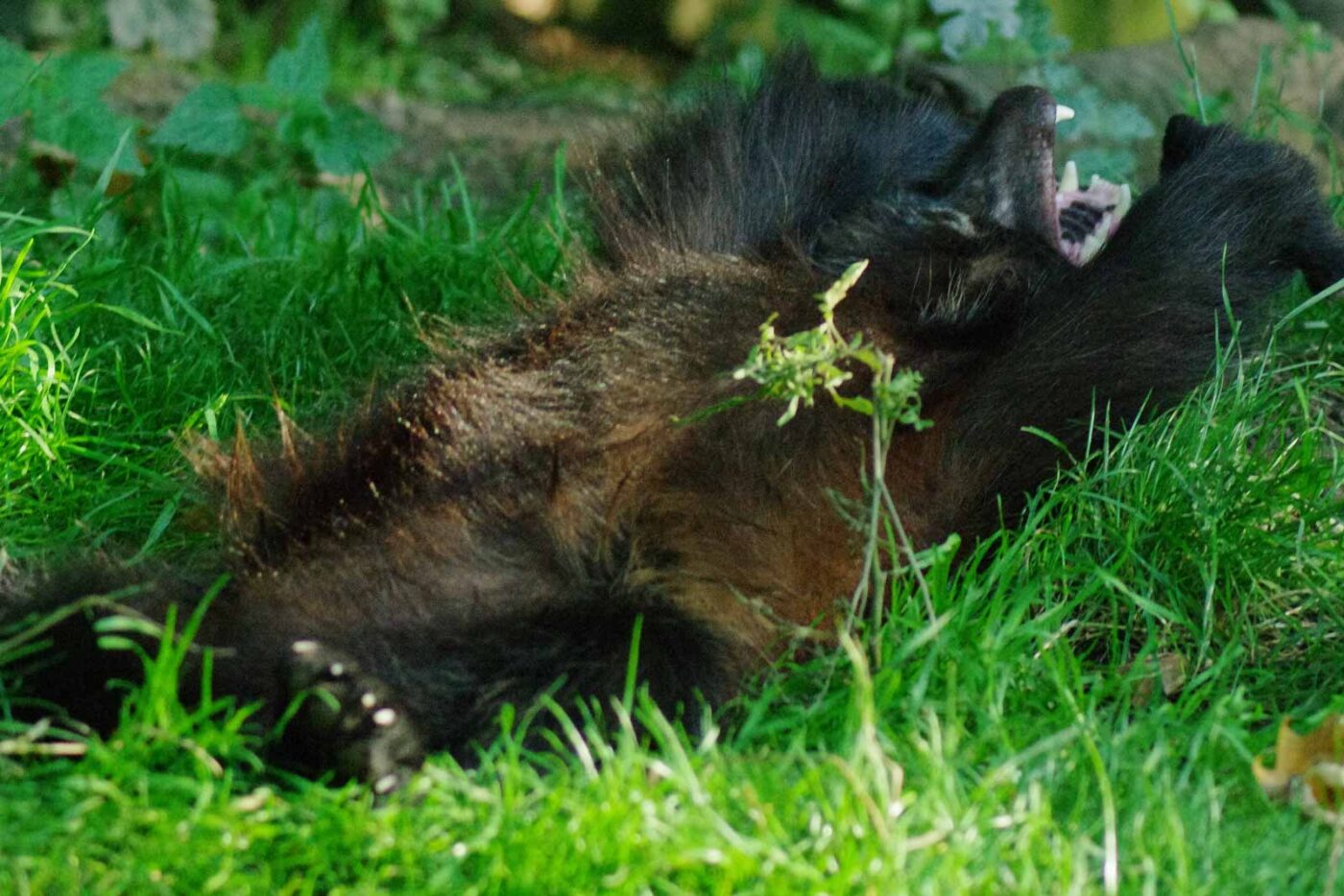 2016-08-17 - Zoo Osnabrück