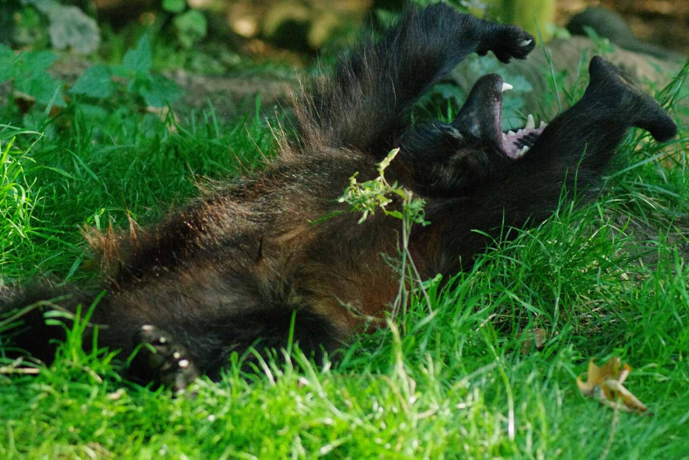 2016-08-17 - Zoo Osnabrück