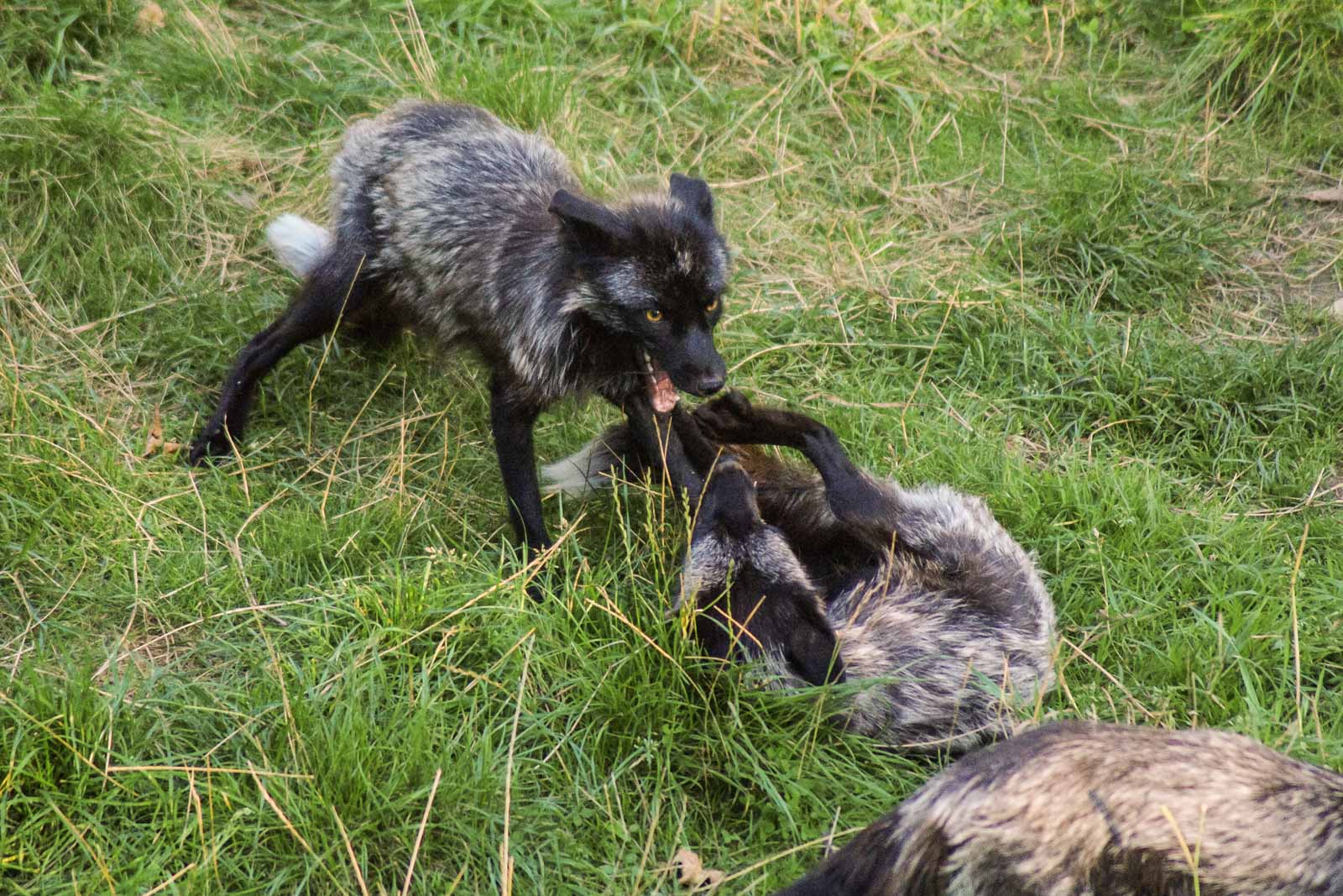 °polarfuchs°