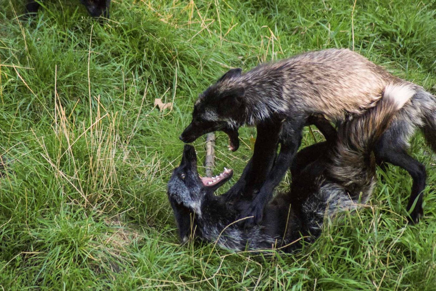 2016-08-17 - Zoo Osnabrück