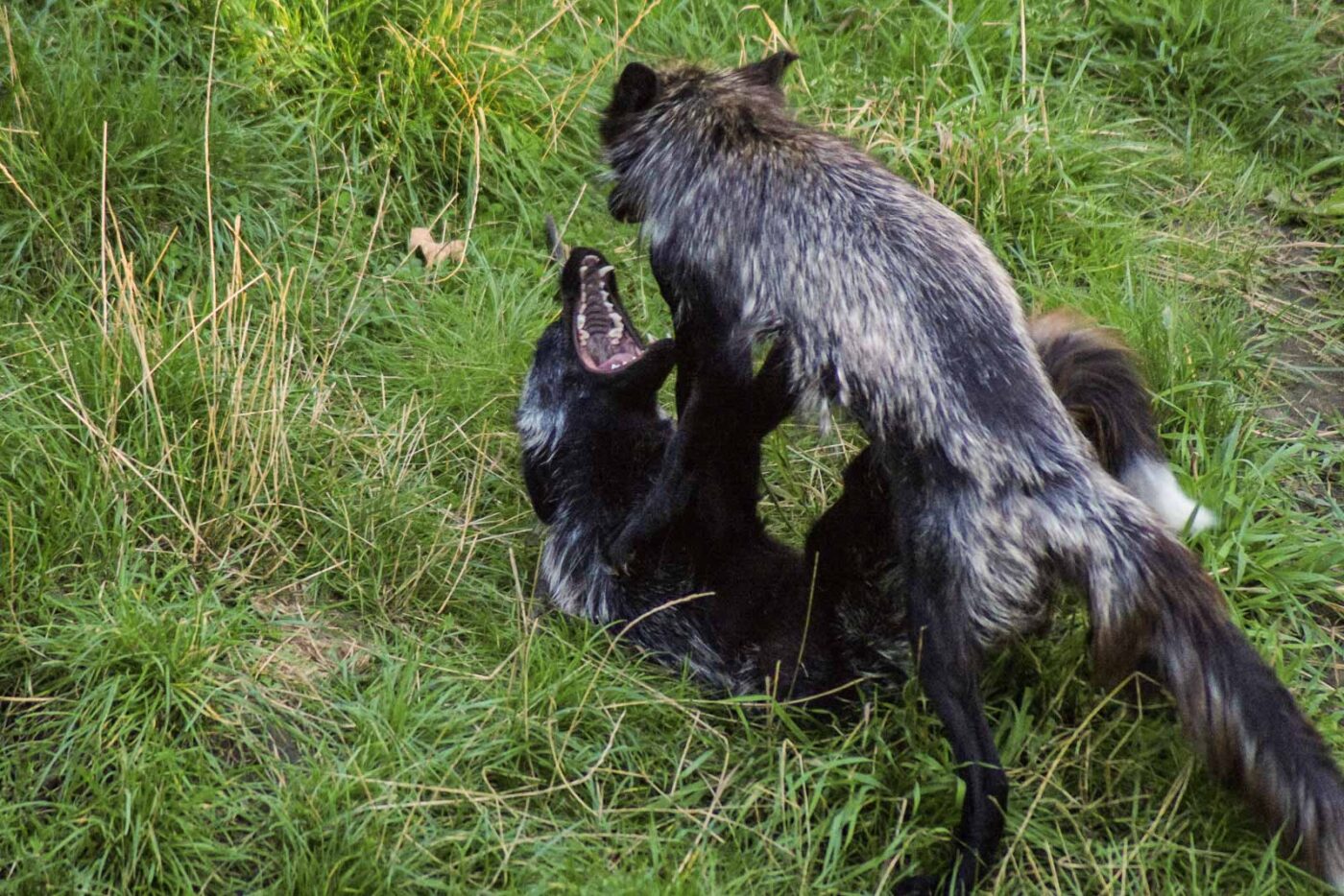 2016-08-17 - Zoo Osnabrück