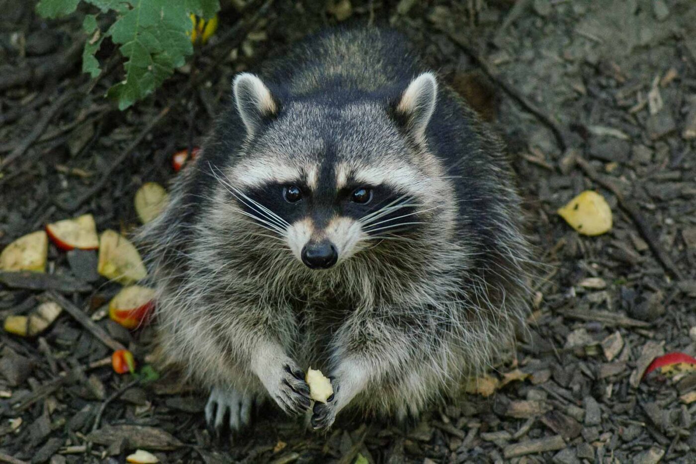 2016-08-17 - Zoo Osnabrück