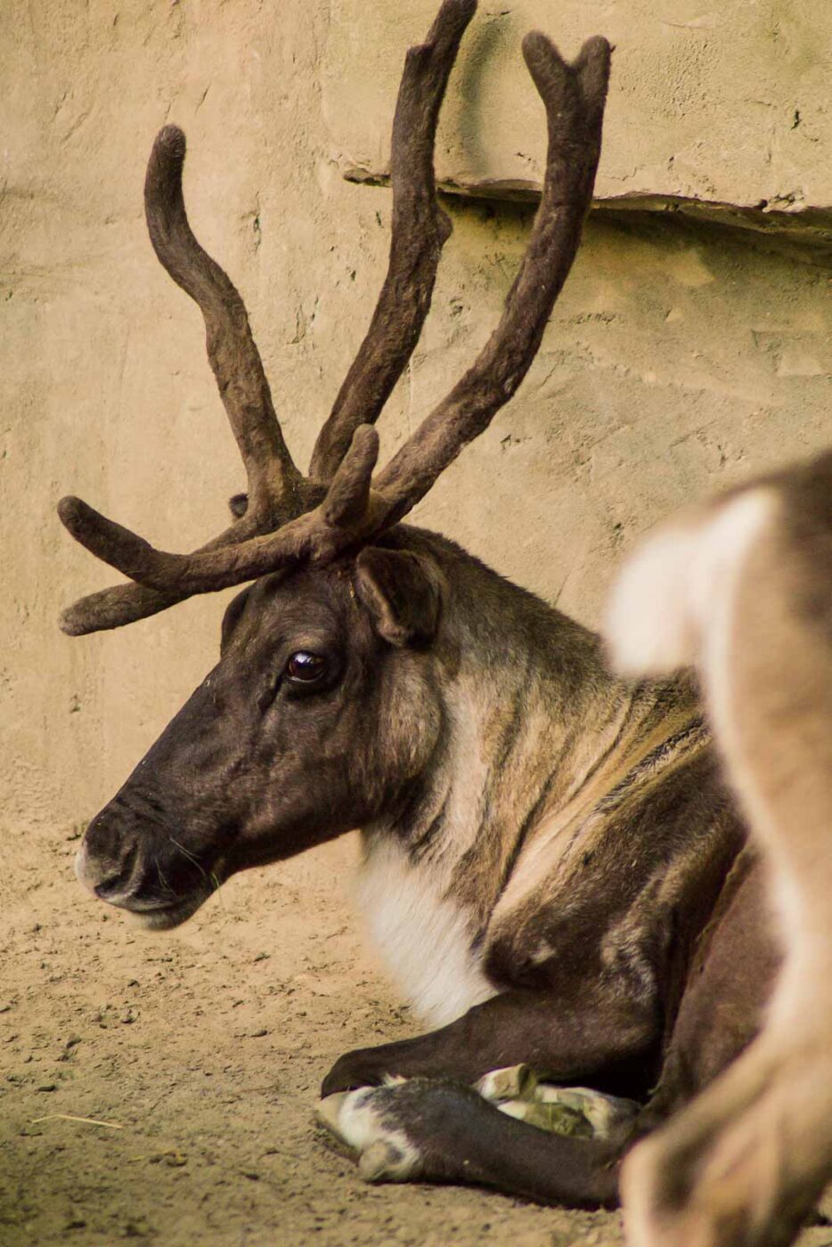 2016-08-17 - Zoo Osnabrück