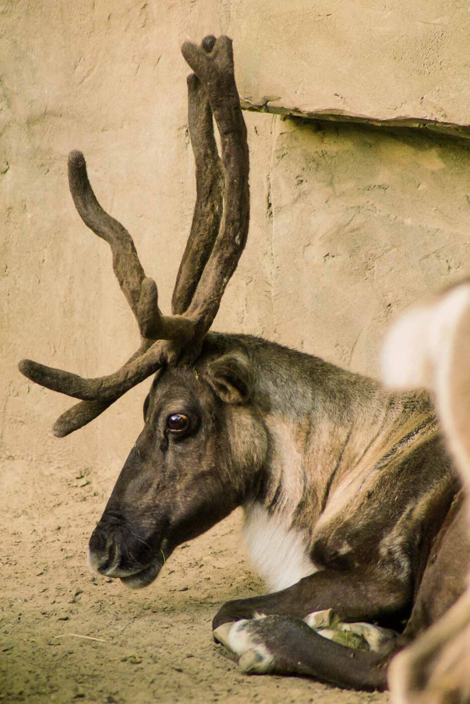 2016-08-17 - Zoo Osnabrück