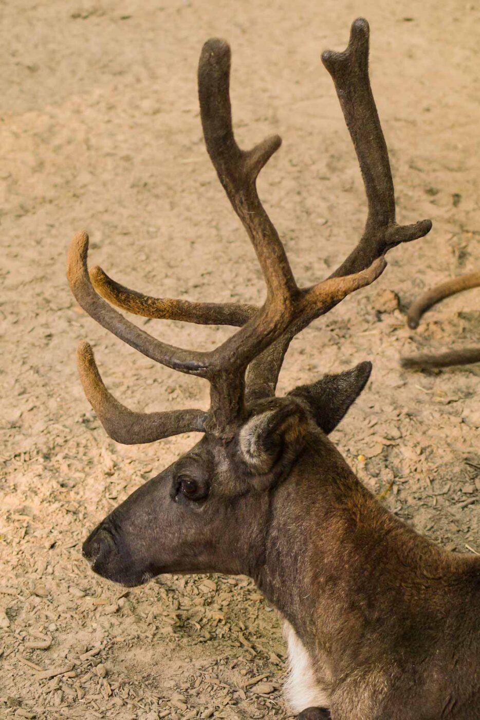 2016-08-17 - Zoo Osnabrück