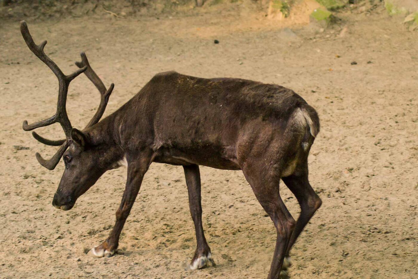 2016-08-17 - Zoo Osnabrück