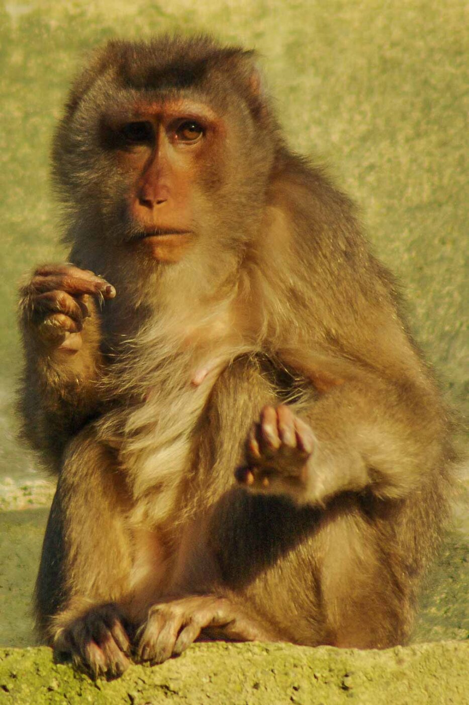 2016-08-17 - Zoo Osnabrück