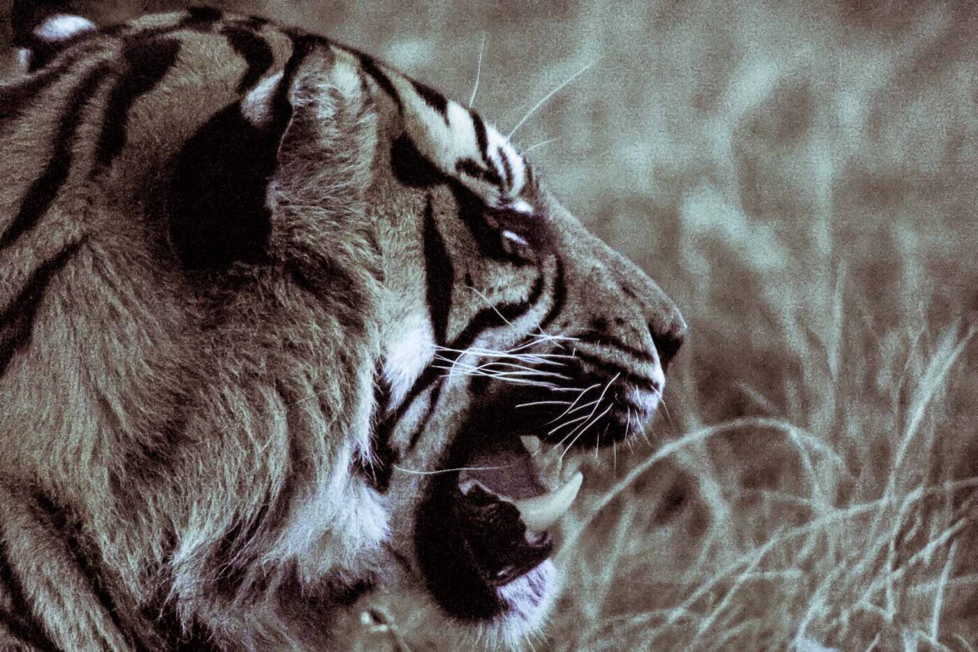 2016-08-17 - Zoo Osnabrück