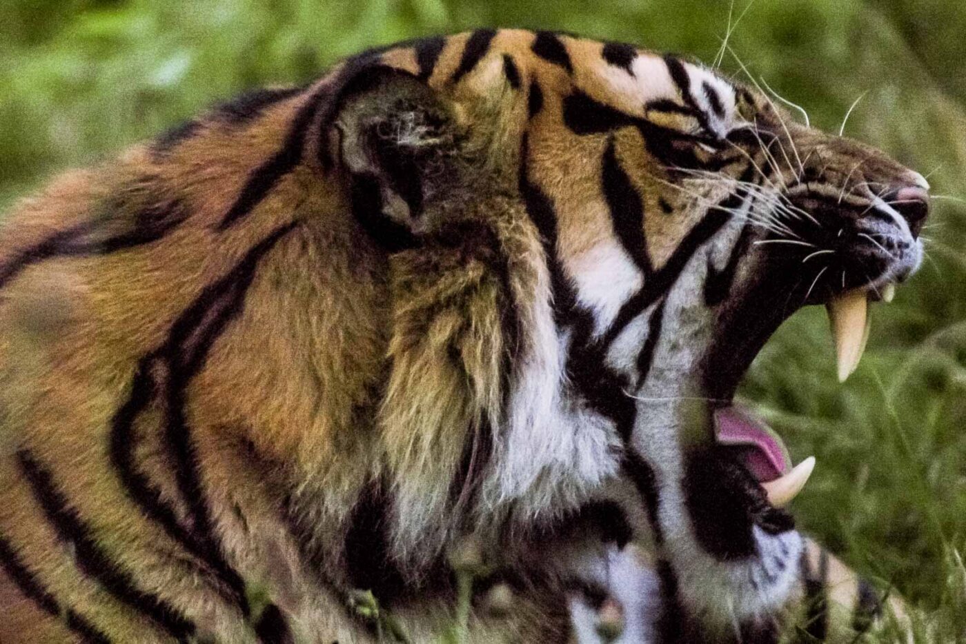 2016-08-17 - Zoo Osnabrück