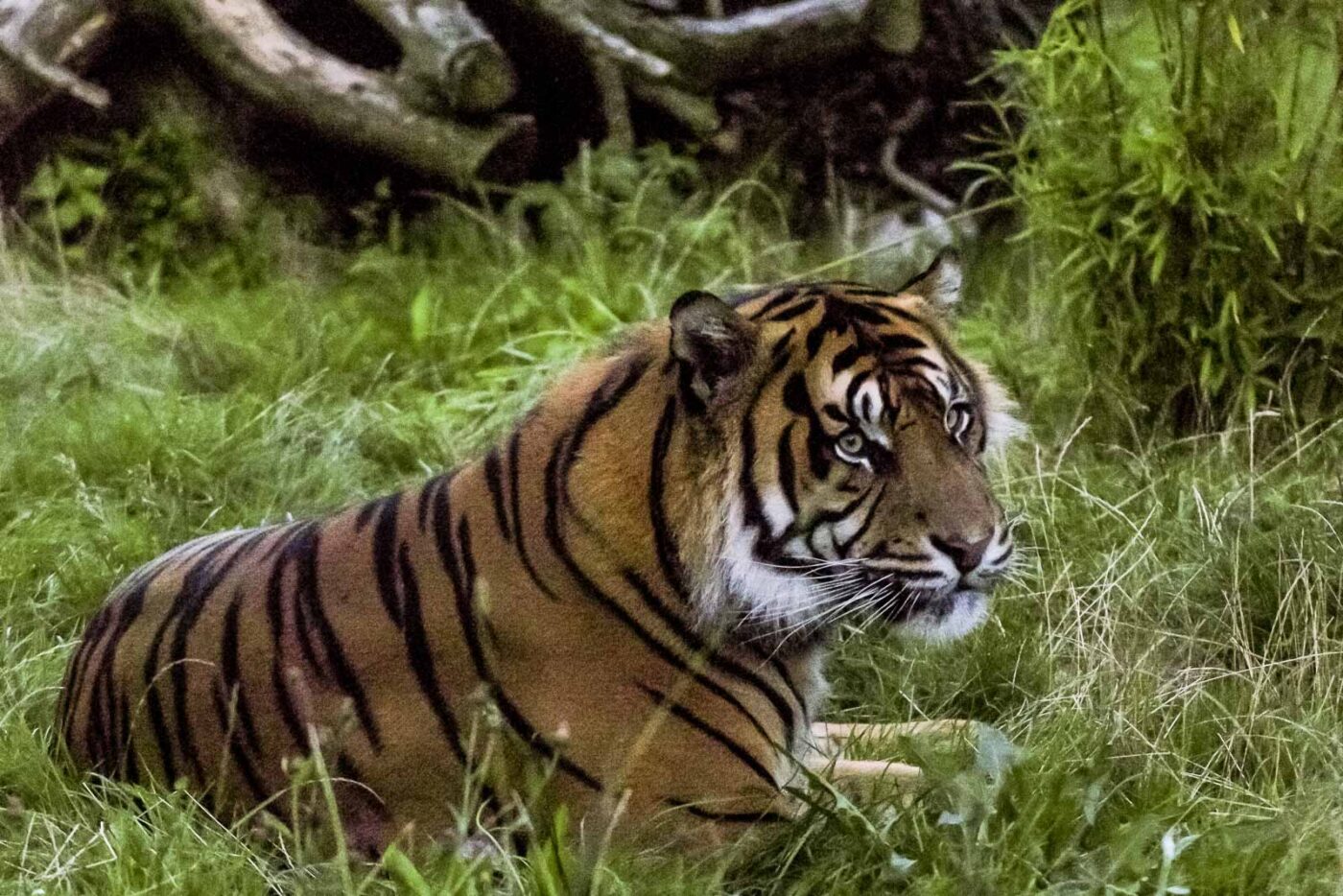 2016-08-17 - Zoo Osnabrück