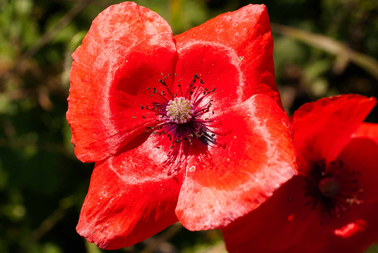°klatschmohn°