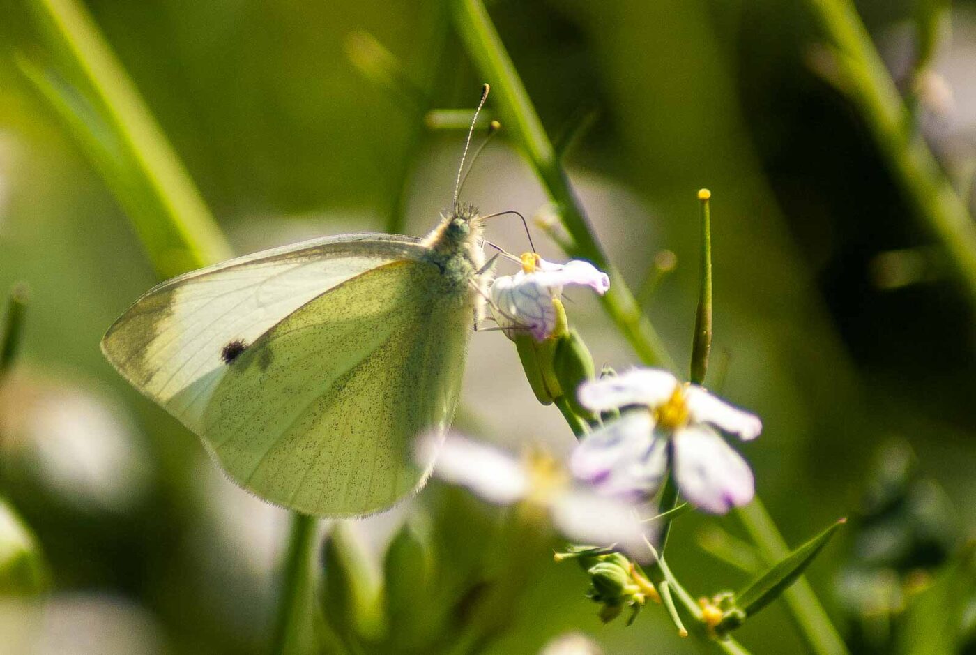 2016-08-19 - NSG Gallberg Hamm