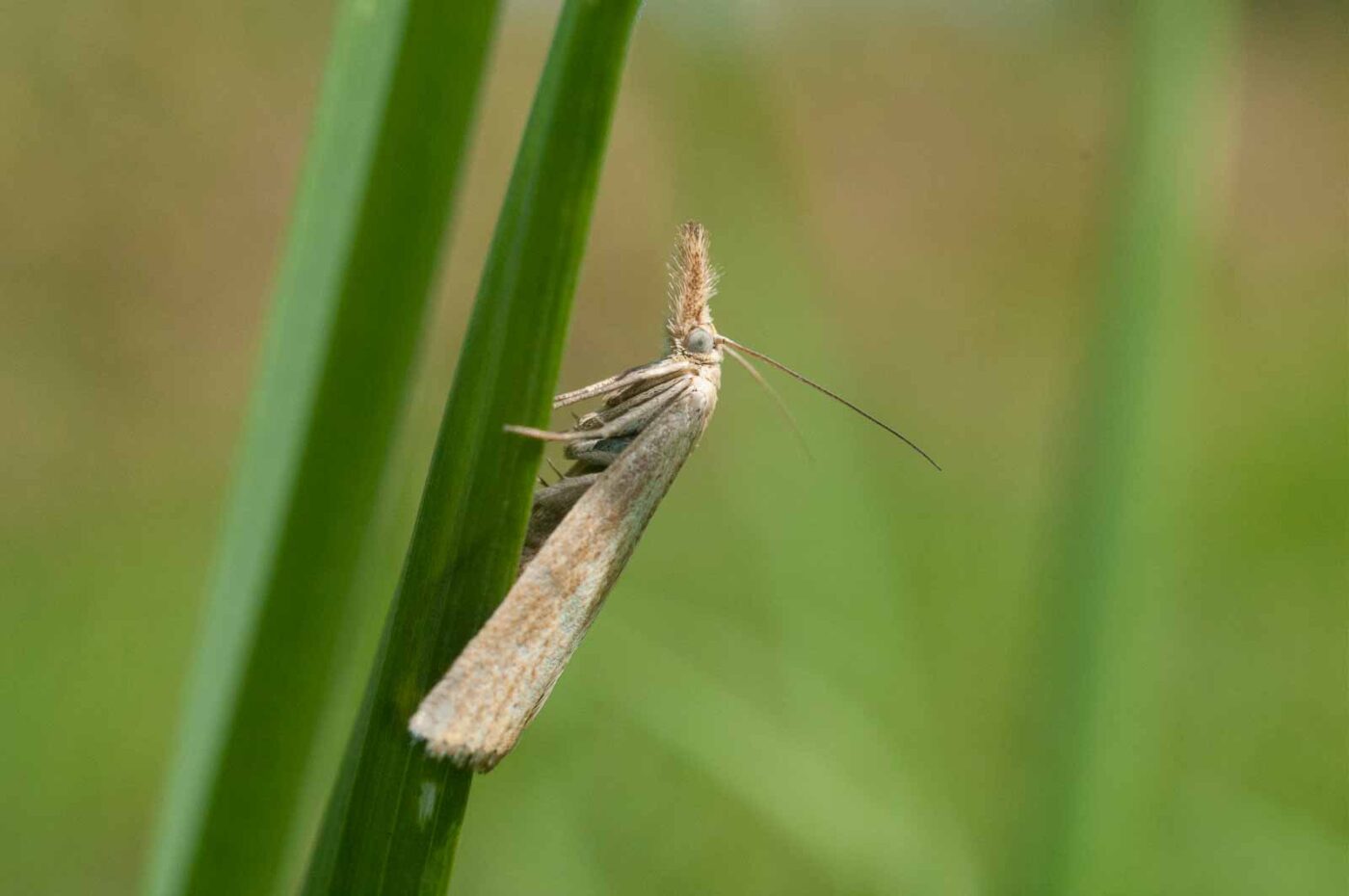 2016-08-19 - NSG Gallberg Hamm