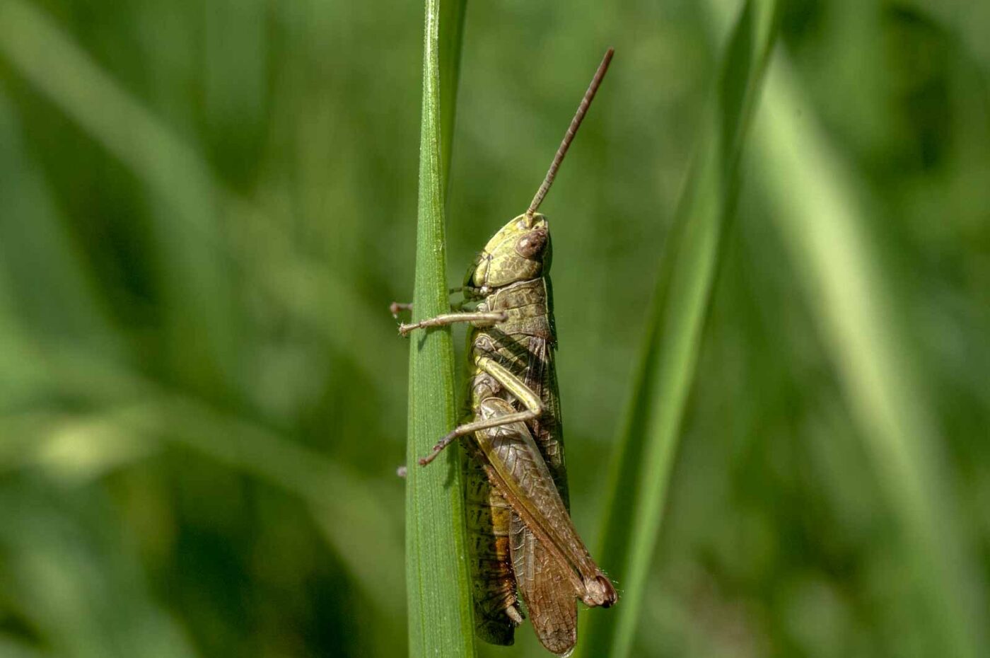 2016-08-19 - NSG Gallberg Hamm